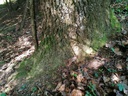 Gupf-Eiche-2-scaled.jpg
