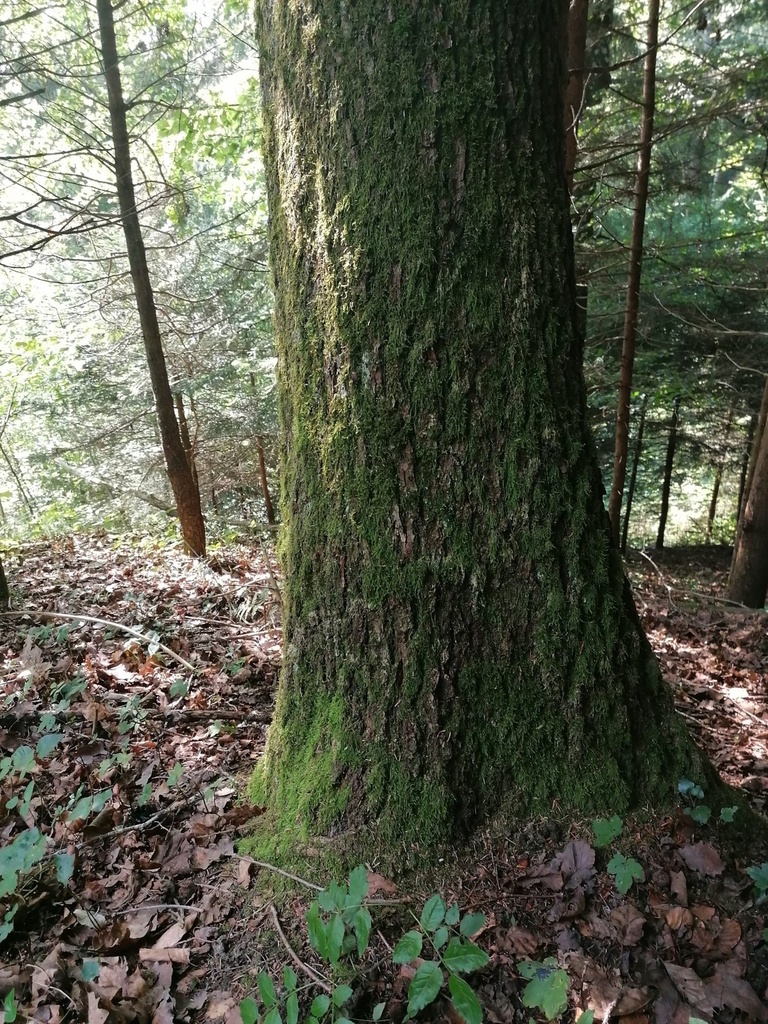 Gupf-Eiche-3-scaled.jpg