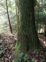 Gupf-Eiche-3-scaled.jpg