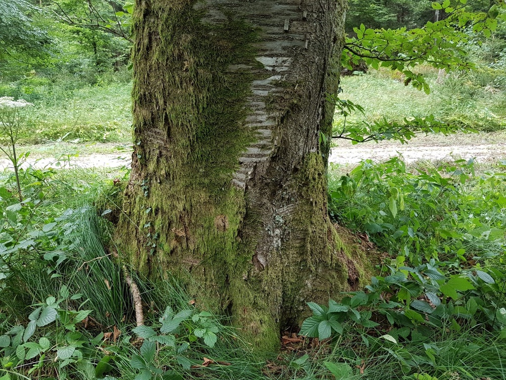 Loreley-Kirsche-Webpage-2-scaled.jpg