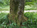 Loreley-Kirsche-Webpage-2-scaled.jpg