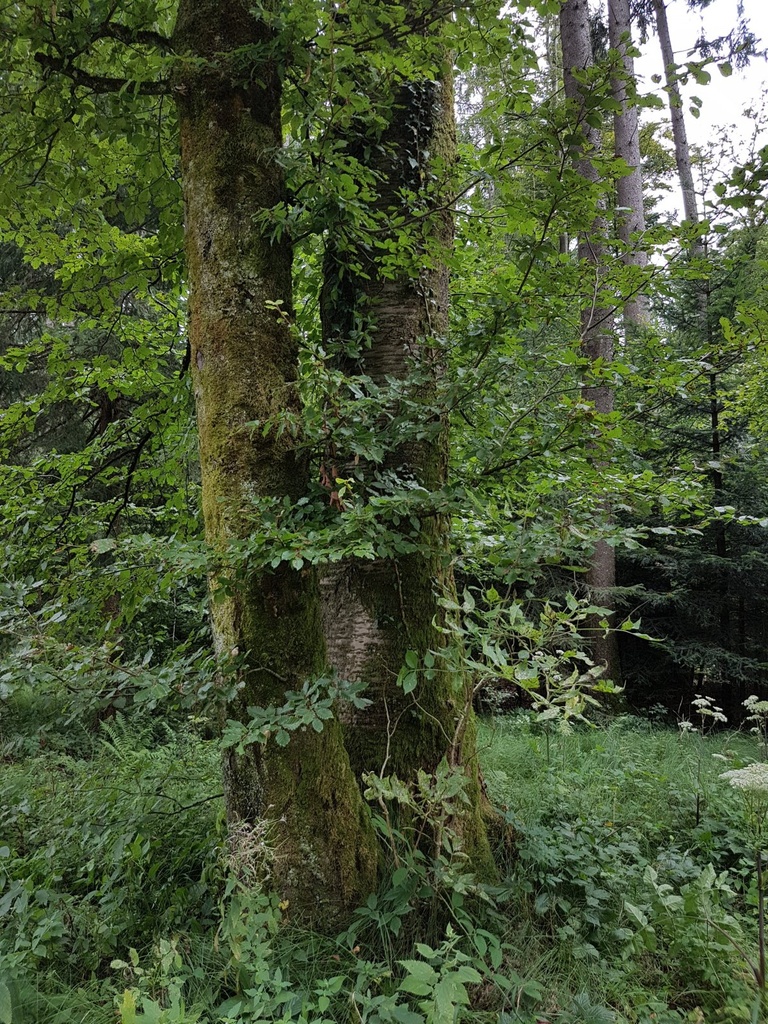 Loreley-Kirsche-Webpage-4-scaled.jpg