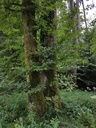 Loreley-Kirsche-Webpage-4-scaled.jpg