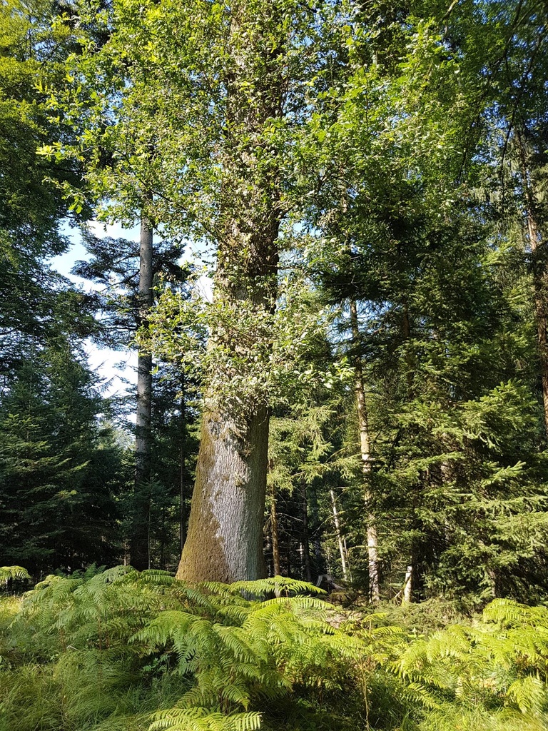 Pan-Eiche-Webpage-3-scaled.jpg