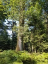 Pan-Eiche-Webpage-3-scaled.jpg