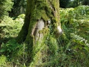Pan-Eiche-Webpage-2-scaled.jpg