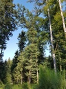 Pan-Eiche-Webpage-1-scaled.jpg
