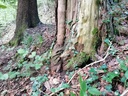 Pfeilbogen-Eibe-2-scaled.jpg