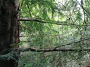 Pfeilbogen-Eibe-3-scaled.jpg