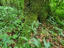 Banane_2_1500px.jpg