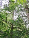 Pfeilbogen-Eibe-4-scaled.jpg
