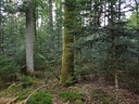 Struppi-Buche-Webpage-2-scaled.jpg