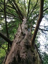 Pfeilbogen-Eibe-5-scaled.jpg