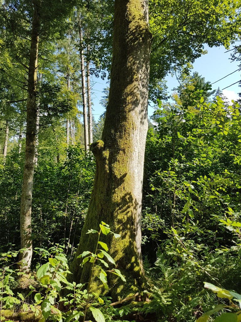 Schutzengel-Buche-webpage-2-scaled.jpg