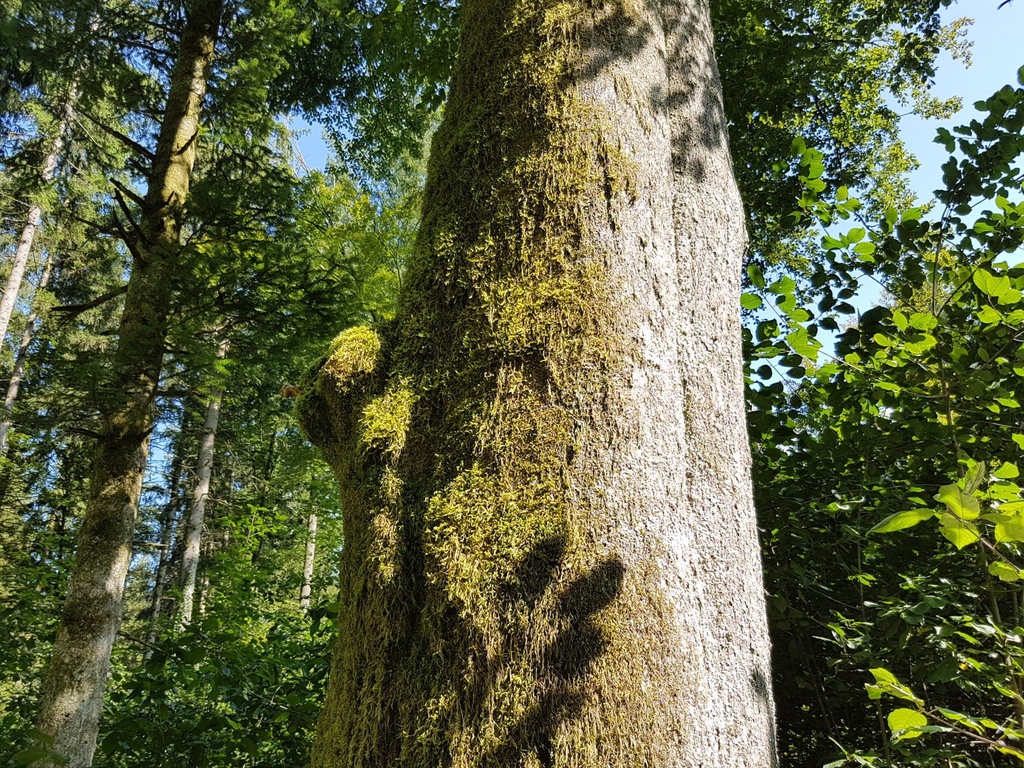 Schutzengel-Buche-webpage-3-scaled.jpg