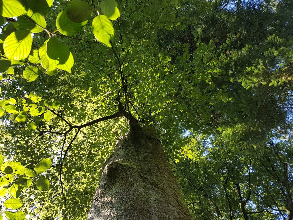 Schutzengel-Buche-webpage-4-scaled.jpg