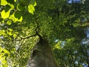 Schutzengel-Buche-webpage-4-scaled.jpg