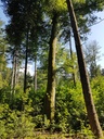 Schutzengel-Buche-webpage-5-scaled.jpg
