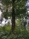 Traumfaenger-Buche-webpage-2-scaled.jpg