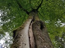 Traumfaenger-Buche-webpage-3-scaled.jpg