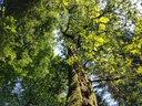 Phoenix-Eiche-2-scaled.jpg