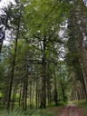 Krabat-Buche-4-scaled.jpg