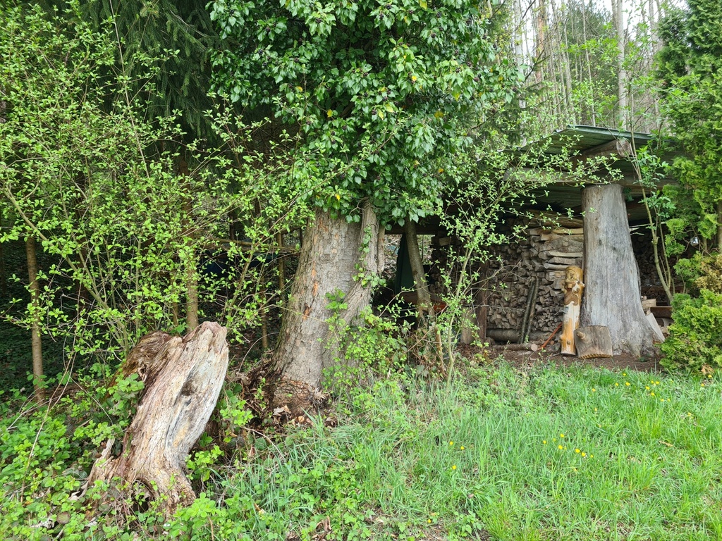 Ameisi-Ahorn_1_1500px.jpg