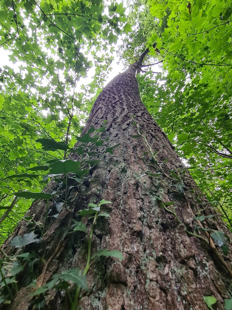 Banane_3_1500px.jpg