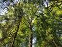 Phoenix-Eiche-4-scaled.jpg