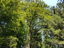 Phoenix-Eiche-5-scaled.jpg