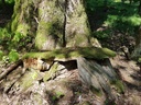 Webpage-Odin-Eiche-2-scaled.jpg