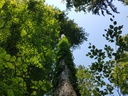 Jungspund-Buche-2-scaled.jpg