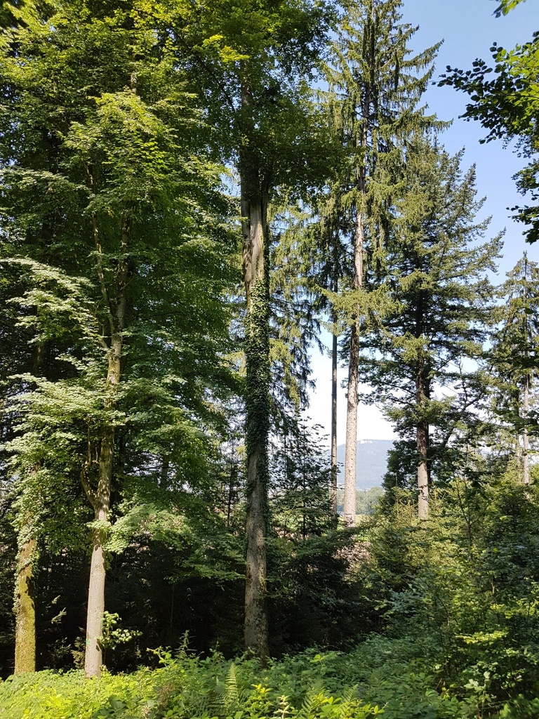Jungspund-Buche-4-scaled.jpg
