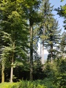 Jungspund-Buche-4-scaled.jpg