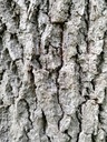 Labyrinth-Eiche-2-scaled.jpg