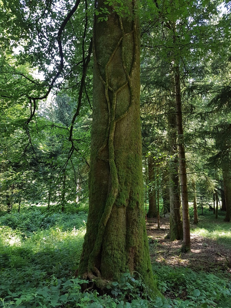 Ivy-Buche-Webpage-3-scaled.jpg