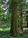 Ivy-Buche-Webpage-3-scaled.jpg