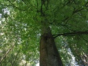 Ivy-Buche-Webpage-4-scaled.jpg