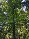 Ivy-Buche-Webpage-1-scaled.jpg