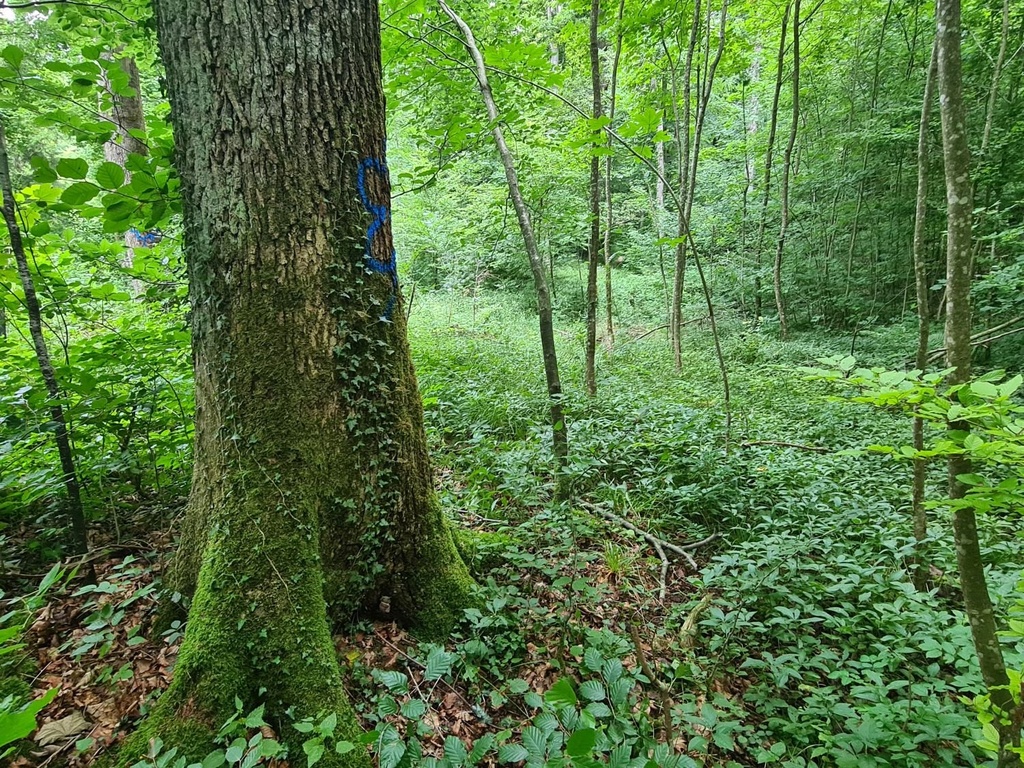 Banane_4_1500px.jpg
