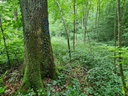 Banane_4_1500px.jpg