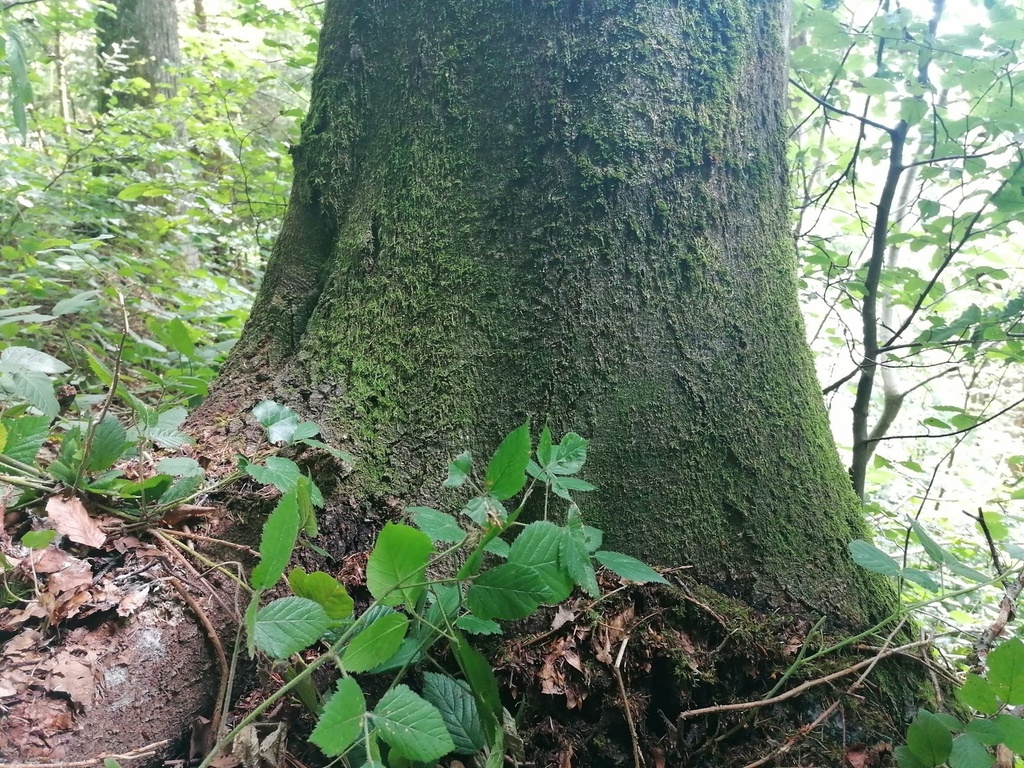 Schnaeggli-Buche-2-scaled.jpg