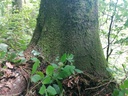 Schnaeggli-Buche-2-scaled.jpg