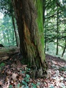 Gruenspan-Eibe-4-scaled.jpg