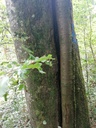 Schnaeggli-Buche-3-scaled.jpg
