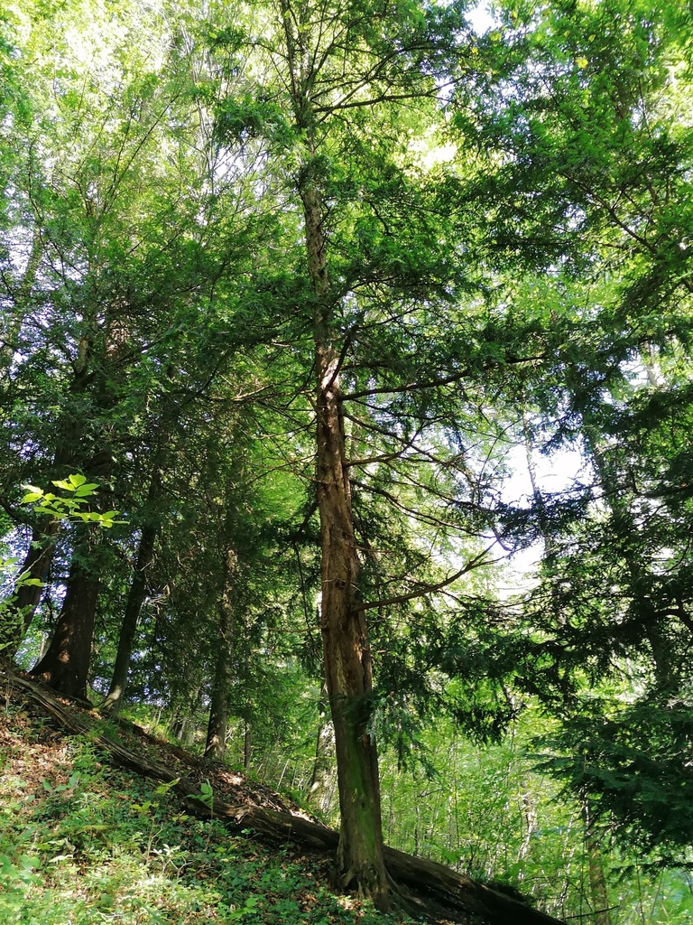 Gruenspan-Eibe-5-scaled.jpg