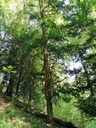 Gruenspan-Eibe-5-scaled.jpg