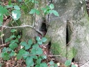 Schnaeggli-Buche-4-scaled.jpg
