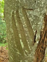 834021213-Baerenbuche-Webpage15-scaled.jpg