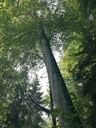 Schnaeggli-Buche-5-scaled.jpg